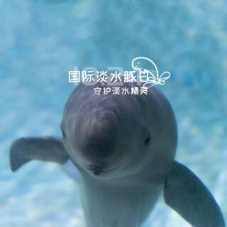 International Freshwater Dolphin Day