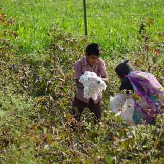 Kids in the cotton fields - Aurangabad (Maharastra, India)