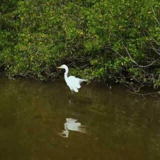 An egret standing in water