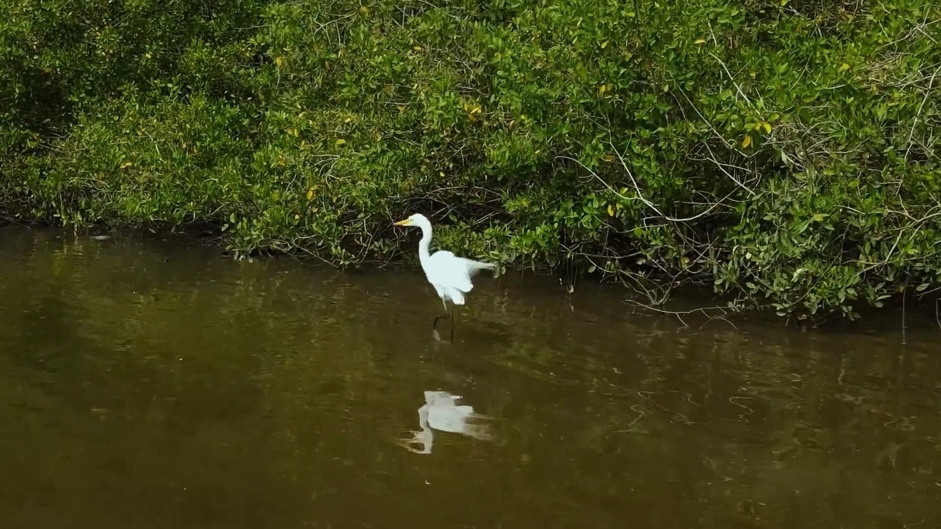 An egret standing in water